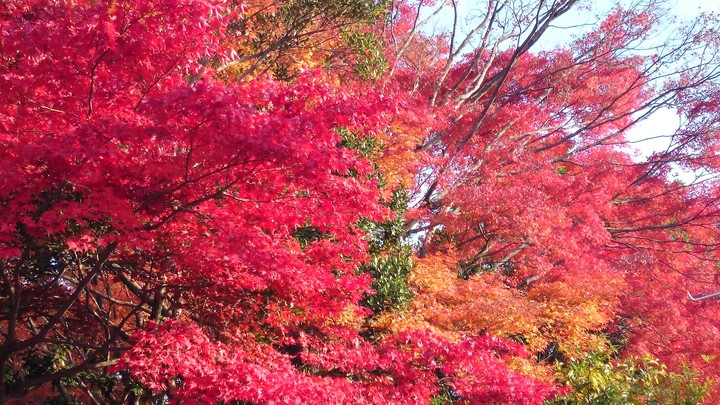 autumn color