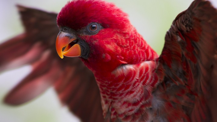 bird