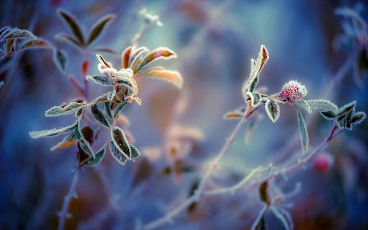 frost leaves