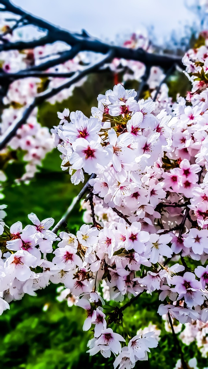 spring