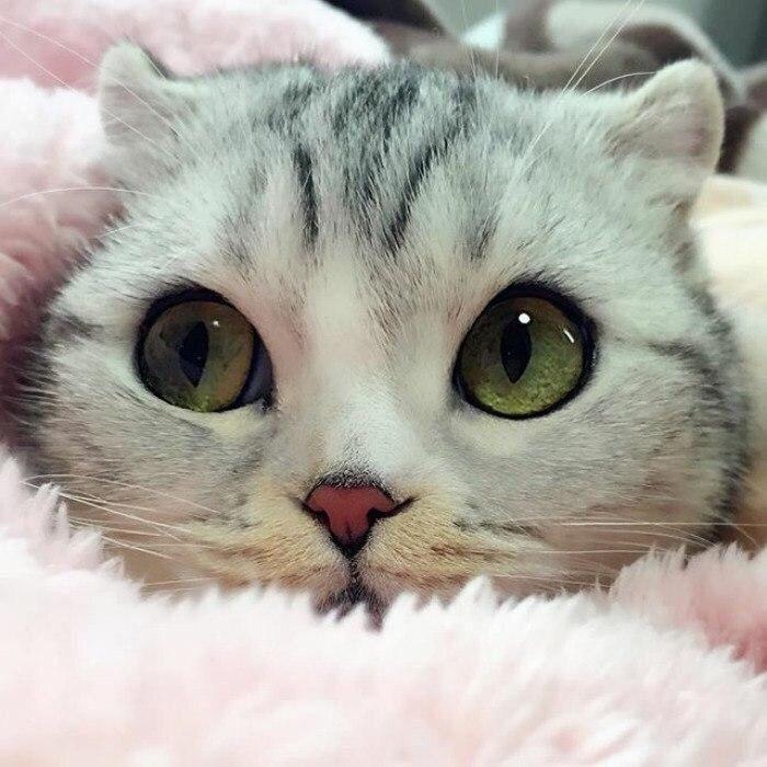 Котик:3