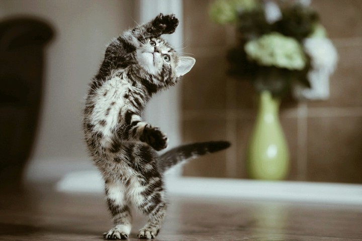 caty..