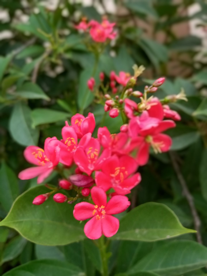 Pink flowers