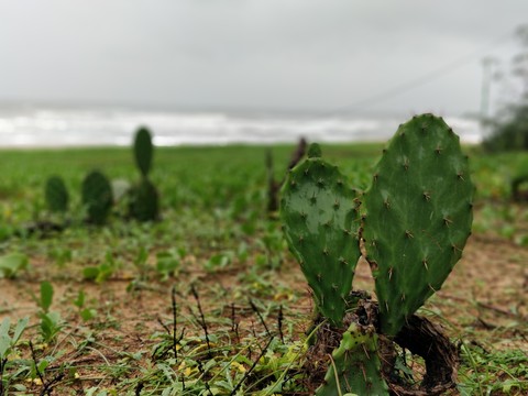 nopalito, cactus桌布