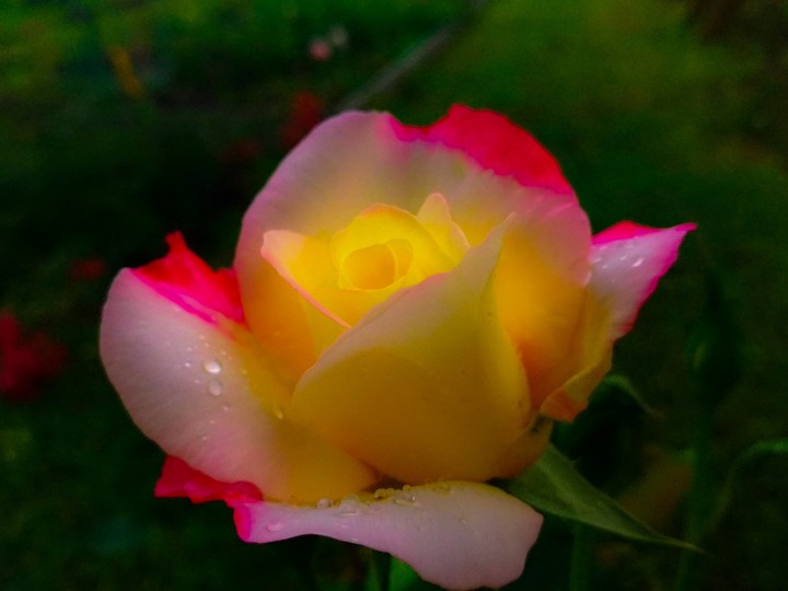 Rose