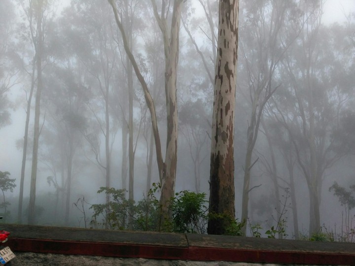long trees