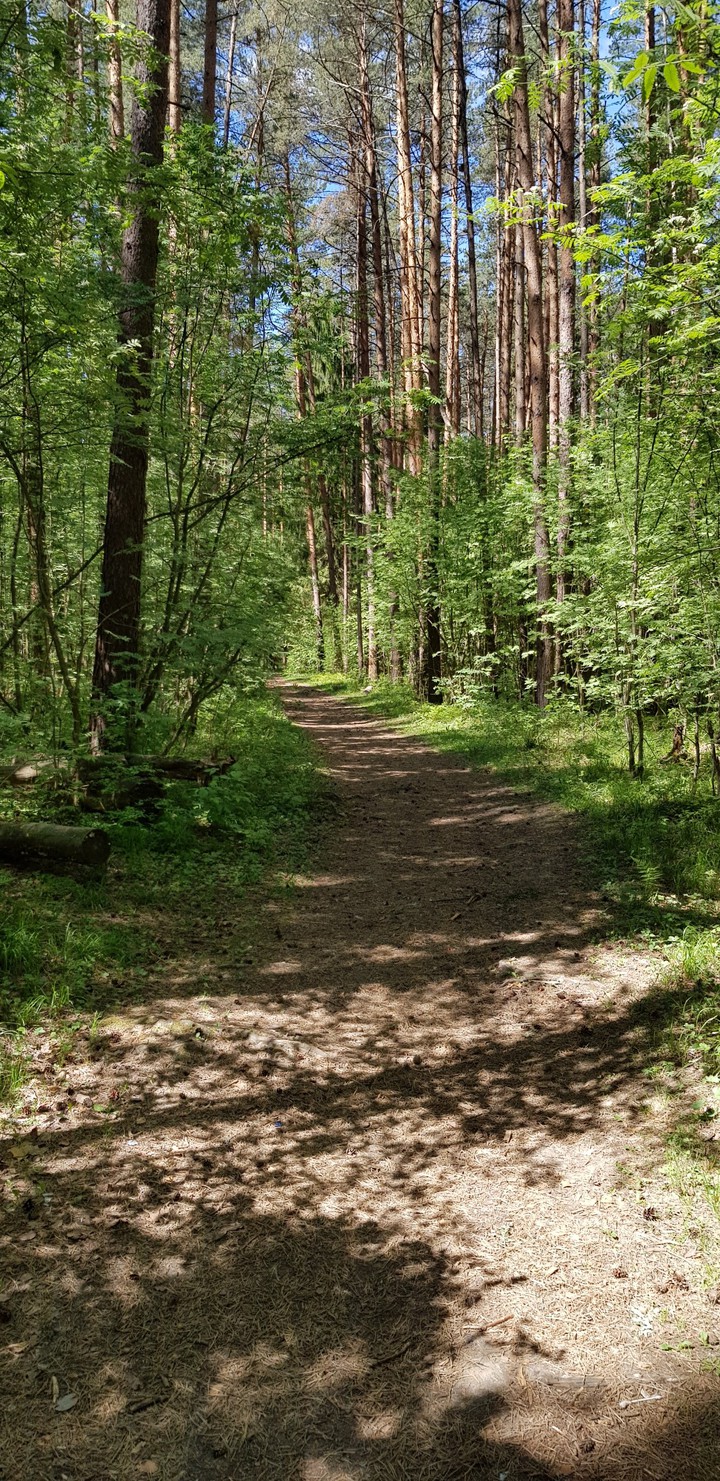 Лес