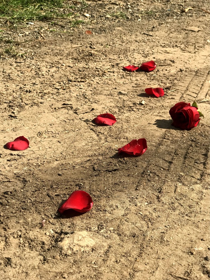 rose on road