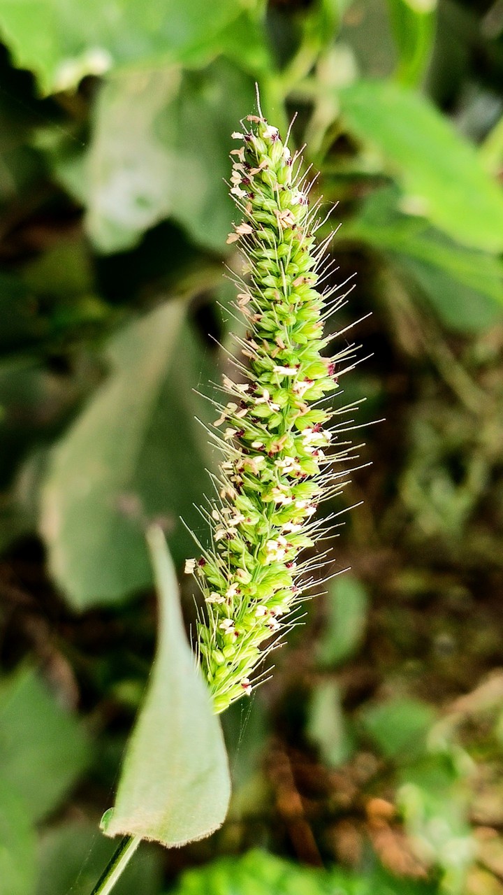 Green Foxtail / Setaria Viridis/  bristlegrass