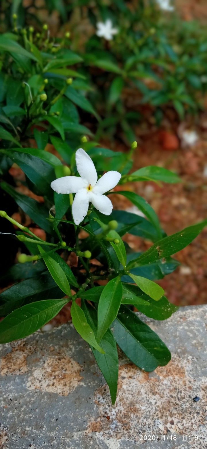 White Lilly