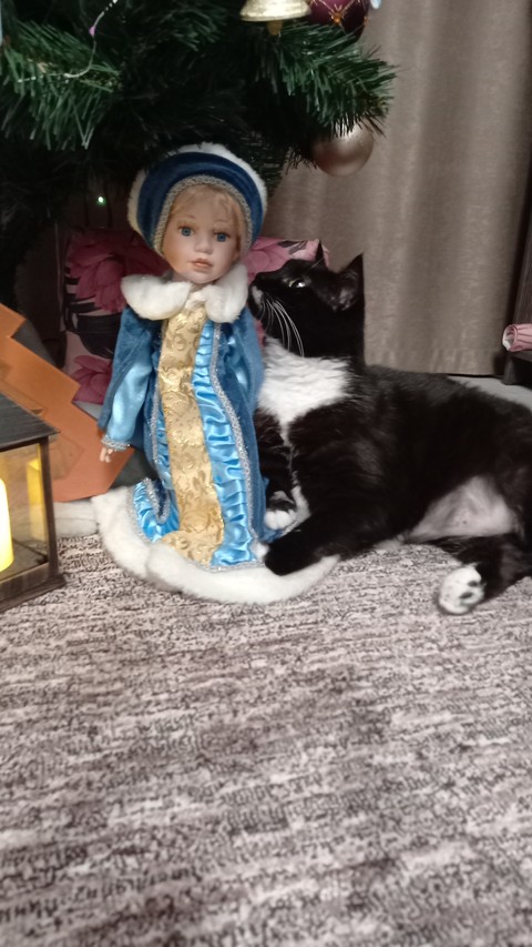 고양이, 모자 배경화면
