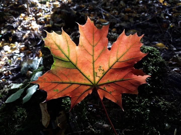 Autumn