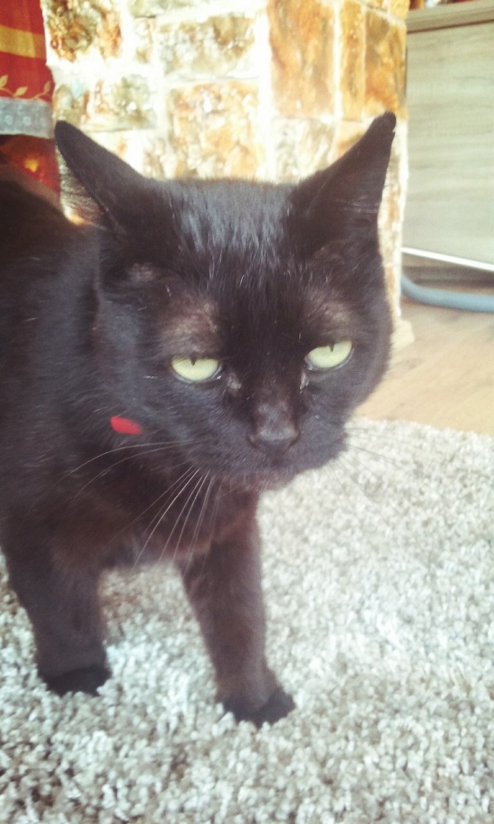 my cat