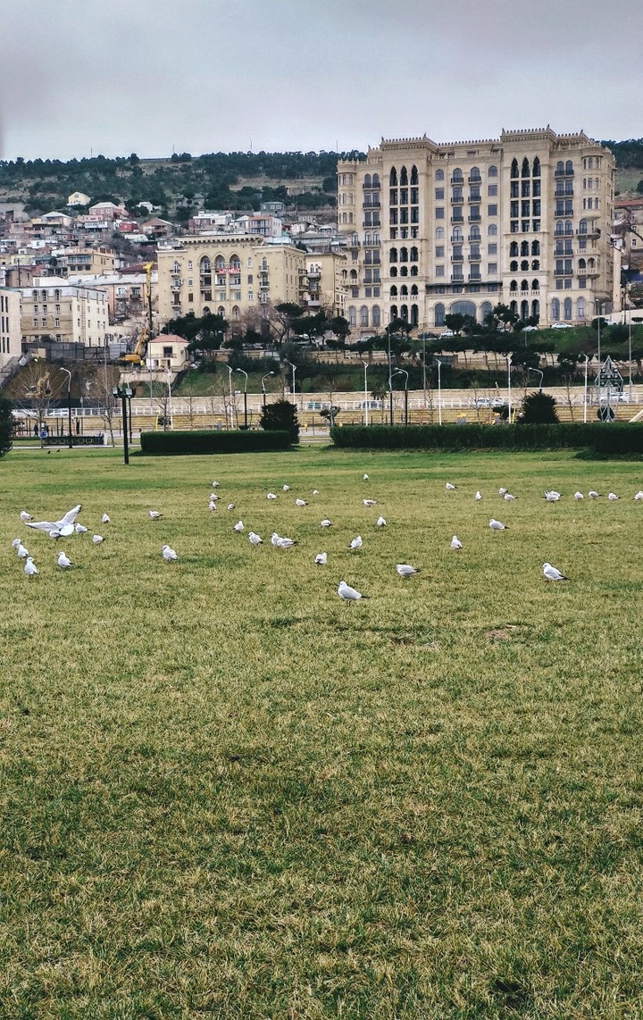 Birds