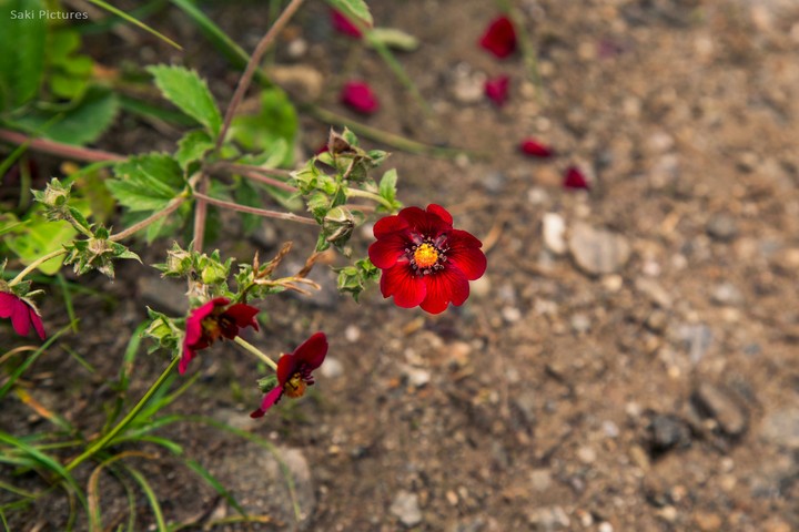 Red Flowers