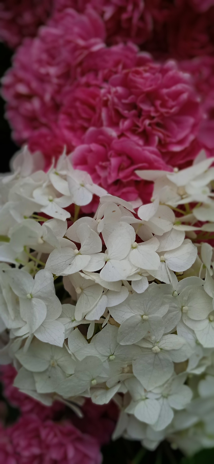 white & pink