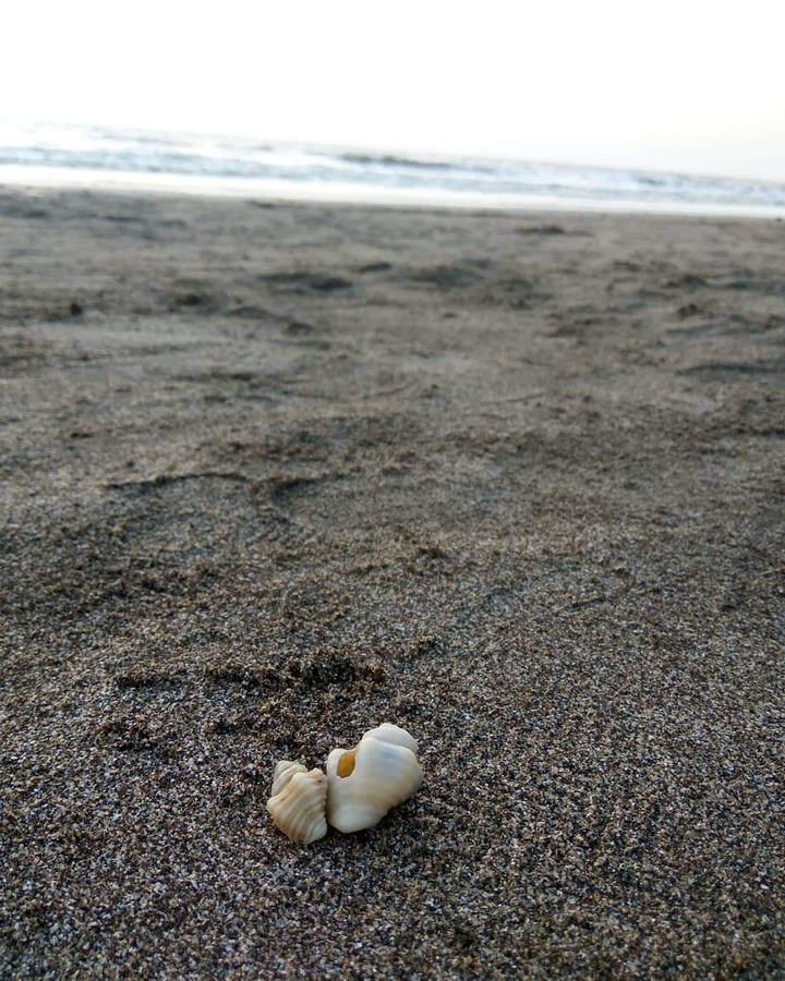 Sea Shells