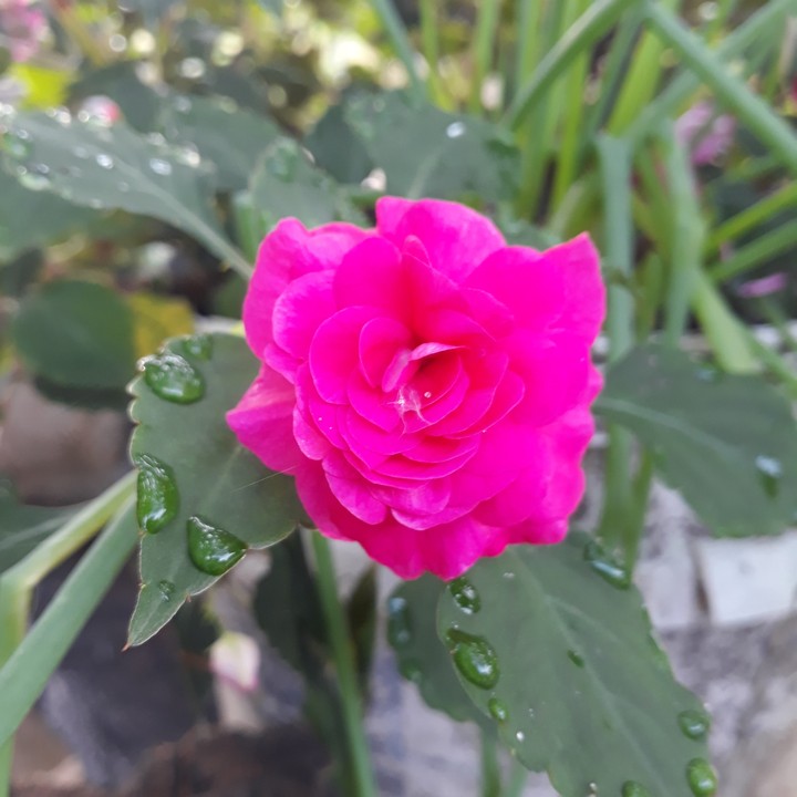 Pink flower