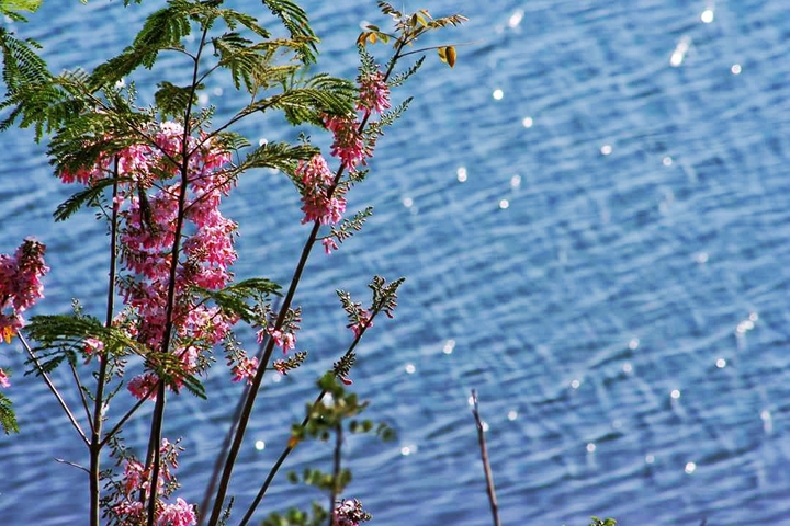 pinkflowers