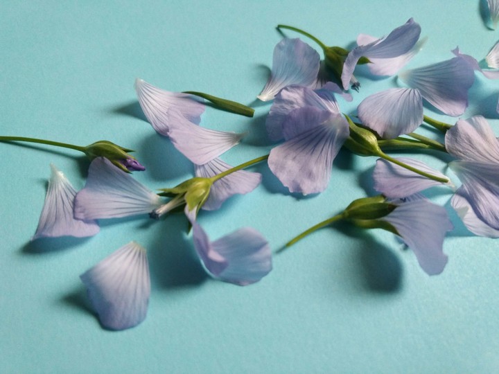 petals