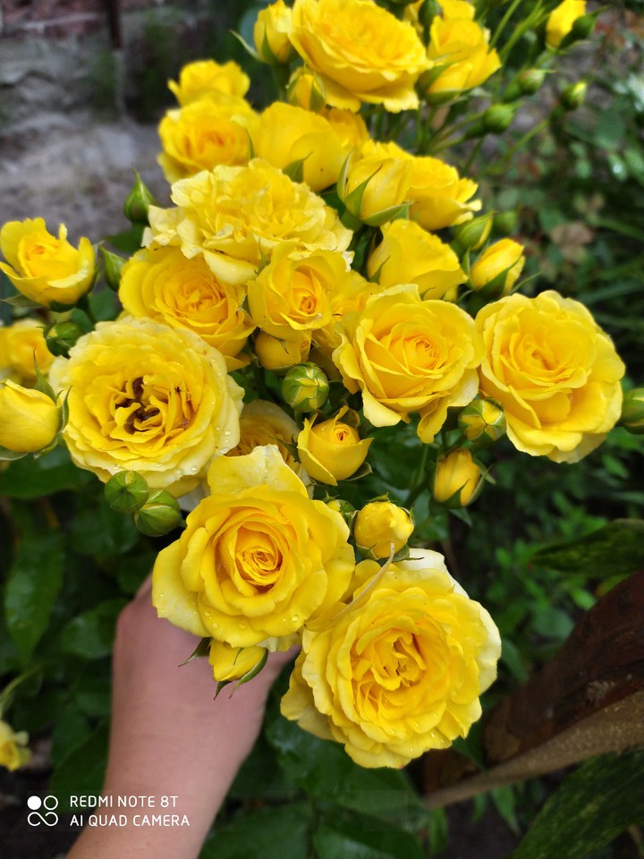 yellow rose