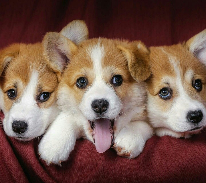 puppies