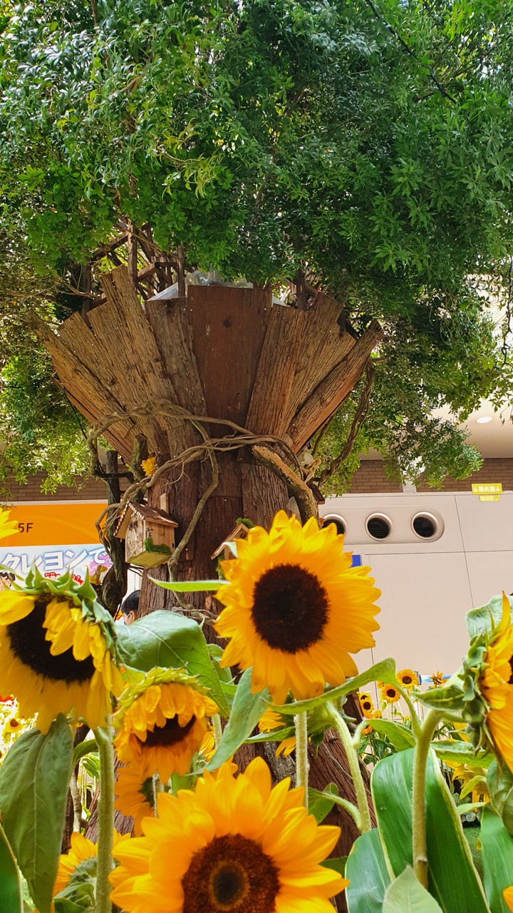 sunflower