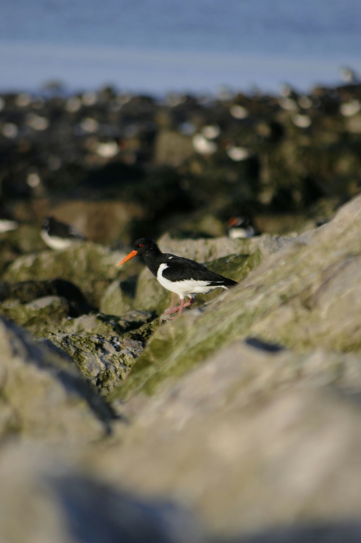 oystercatcher