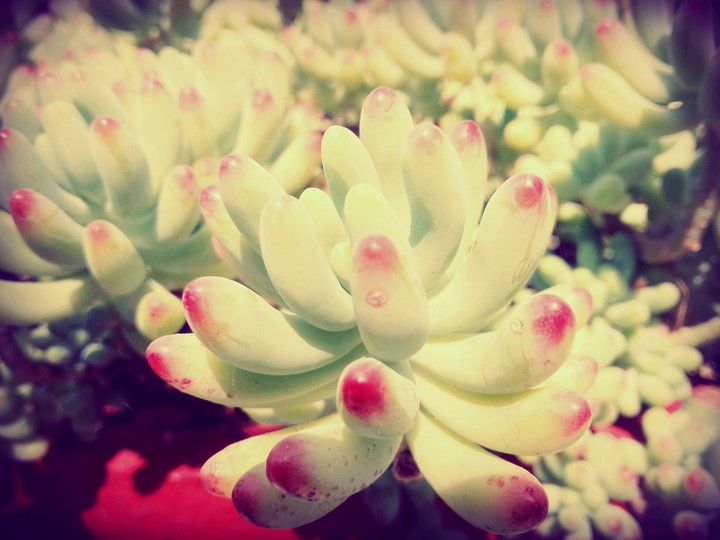 flowers..
