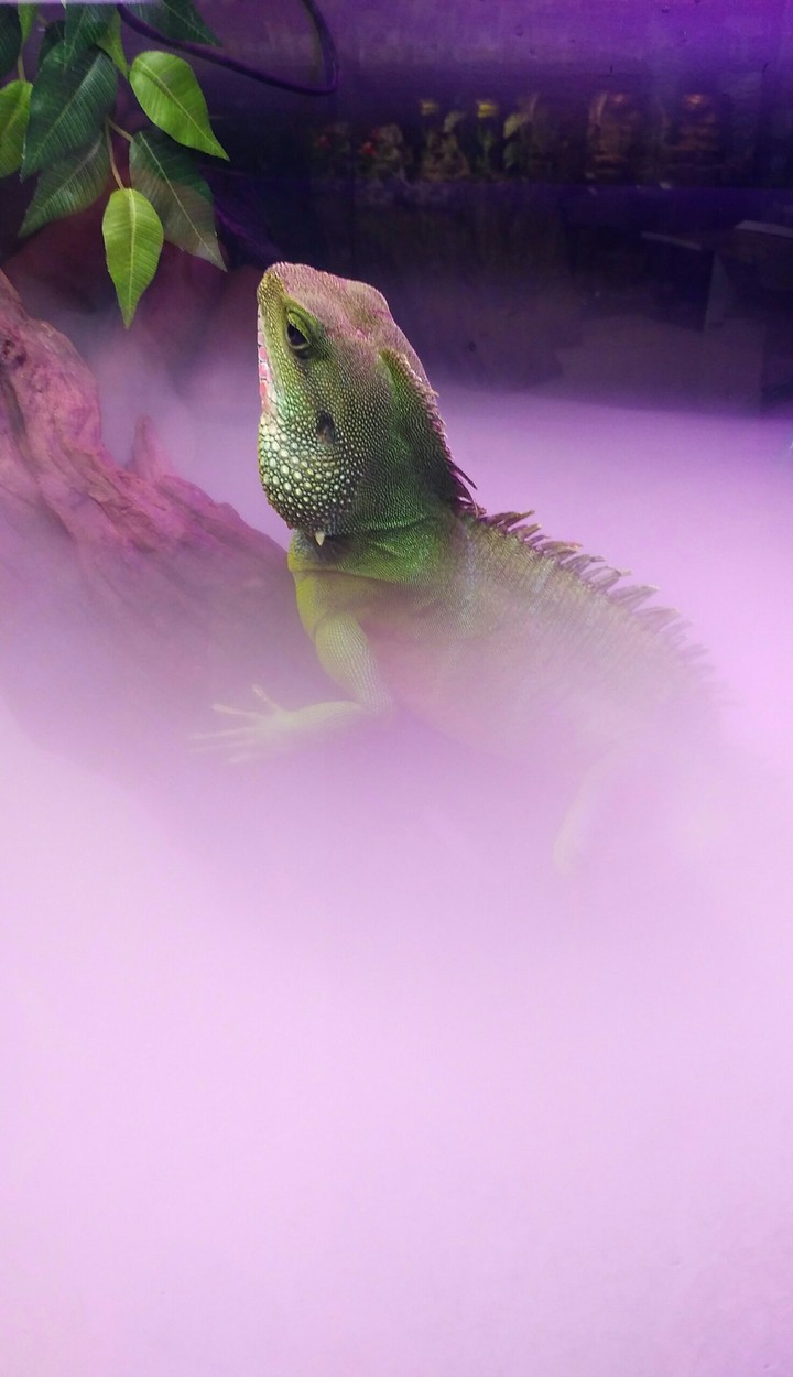 purple, lizard full version