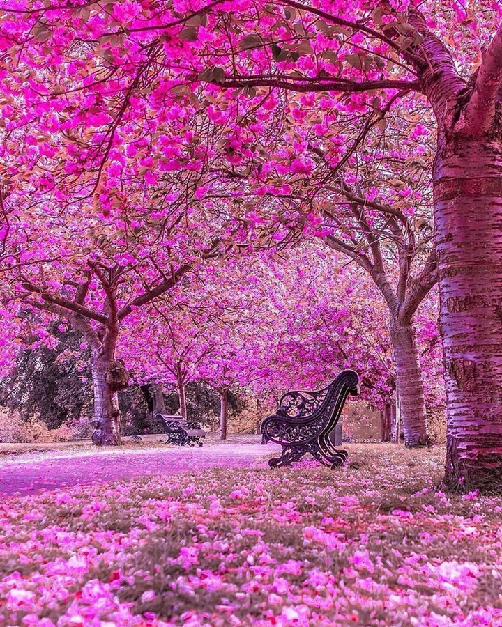 pink