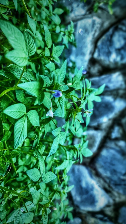 fondos de pantalla flower, groundcover