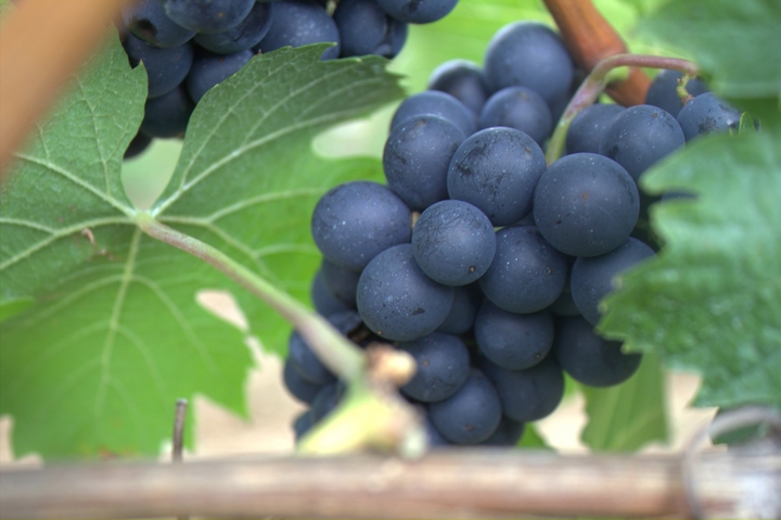 grapes