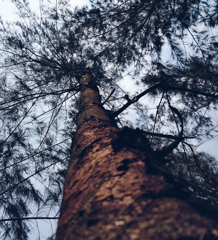 Sky between the tree.