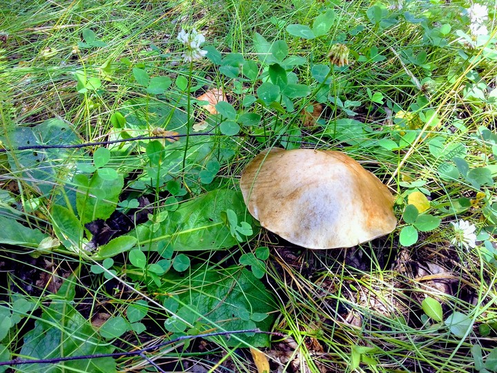 first mushroom in this year
