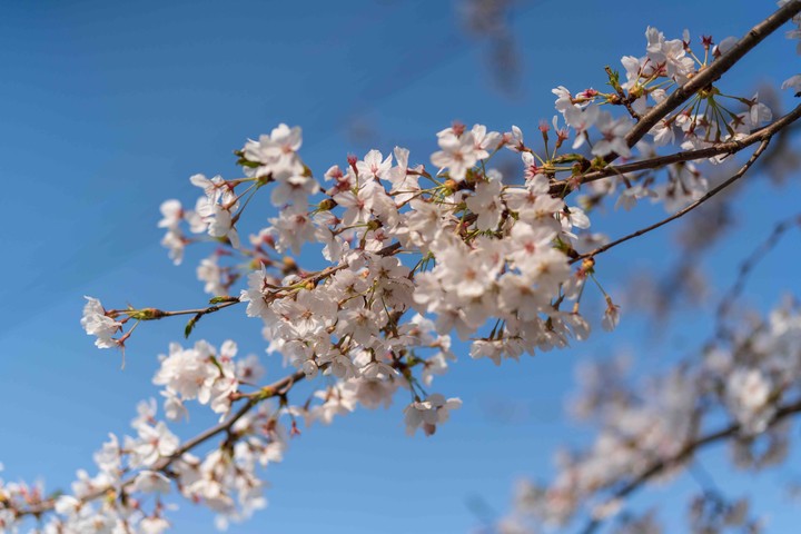 Cherry Blossom