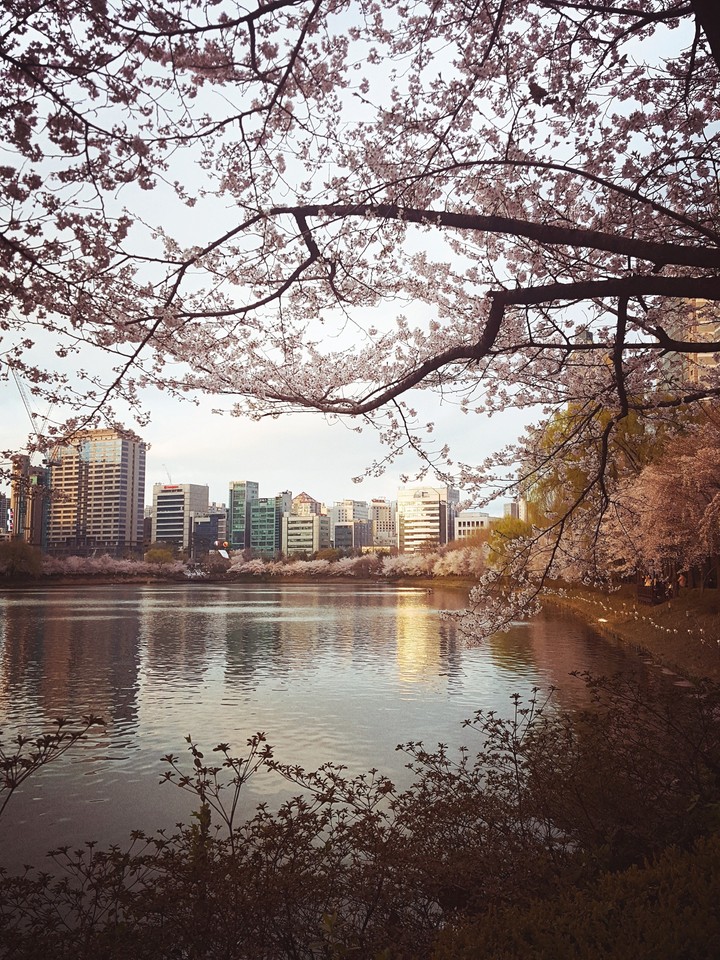 Cherry blossoms decorating a city lake