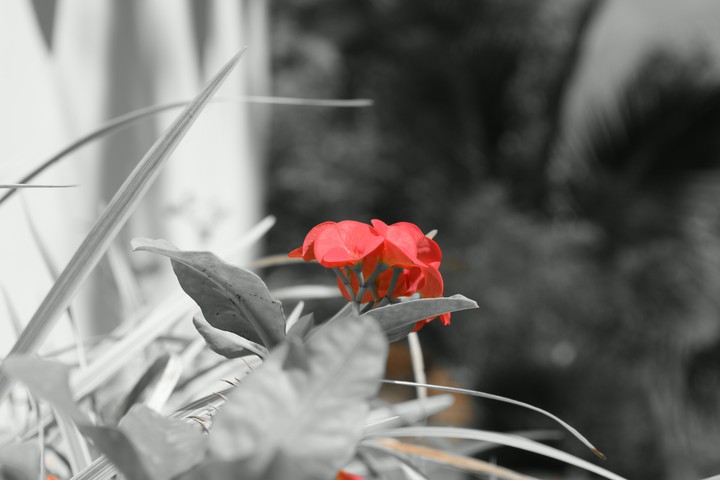 flower