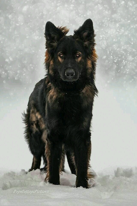 sfondi vertebrate, dog
