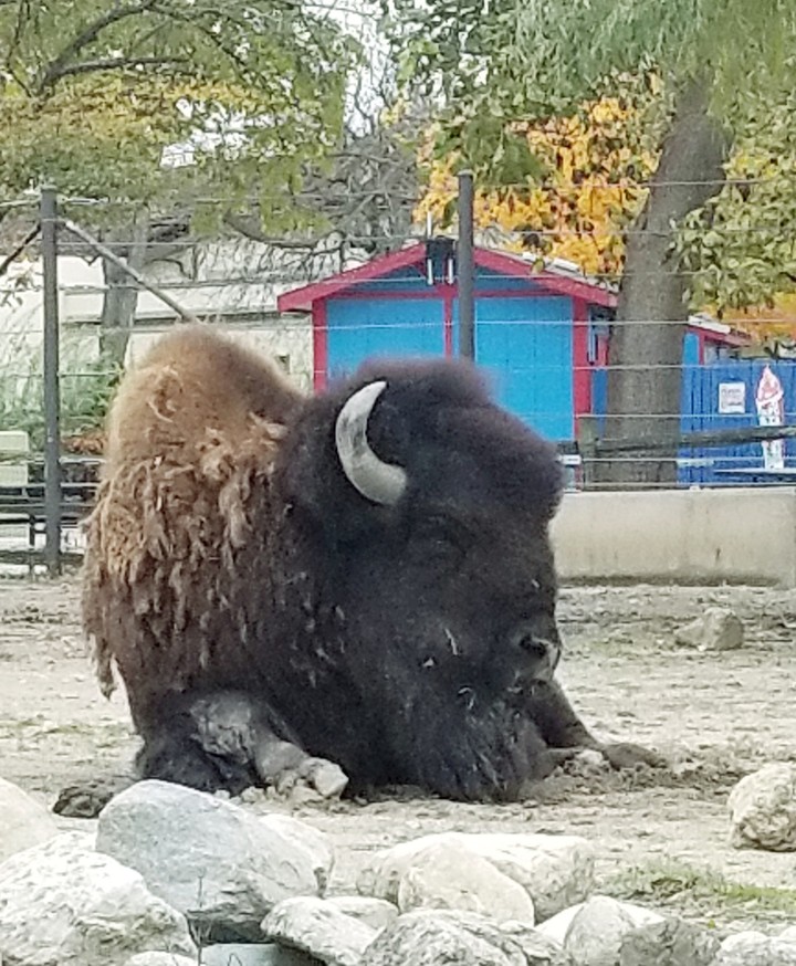 Bison