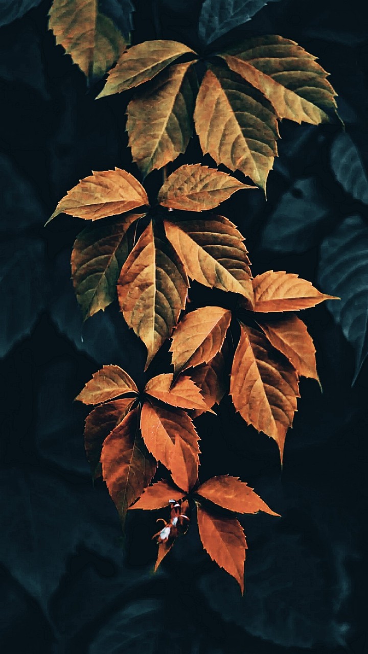 Autumn Longing