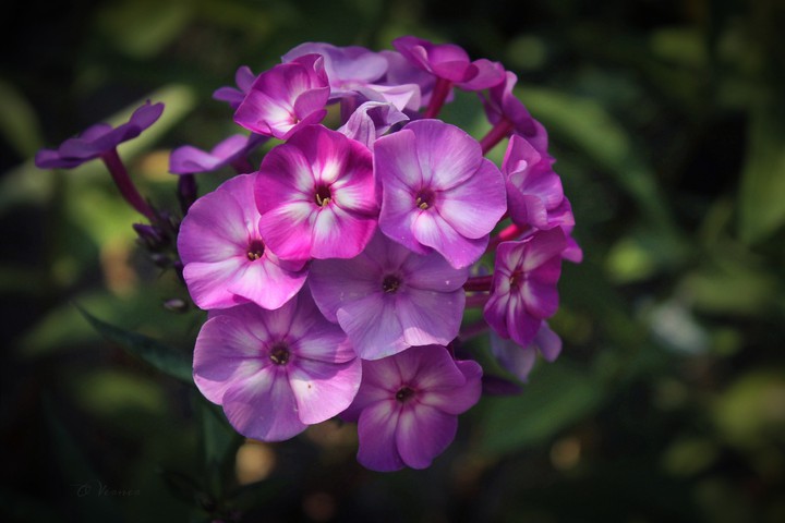 O.V. ❇️❤️❇️ my Flowers