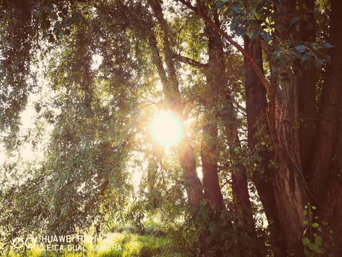 Sun shining through the leaves of the tree