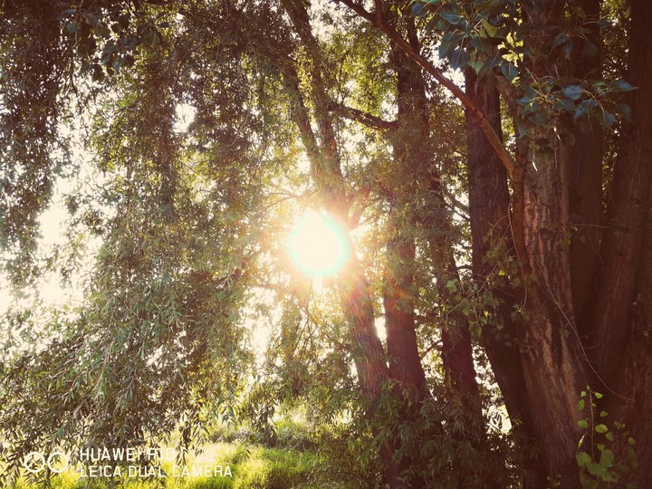 Sun shining through the leaves of the tree