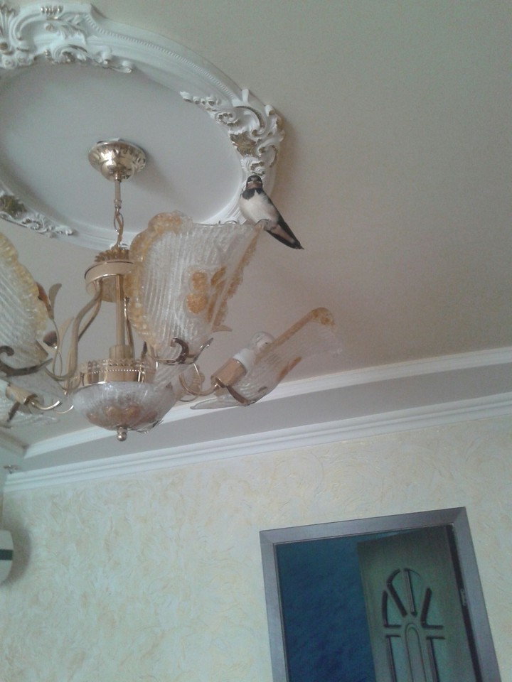 swallow in home