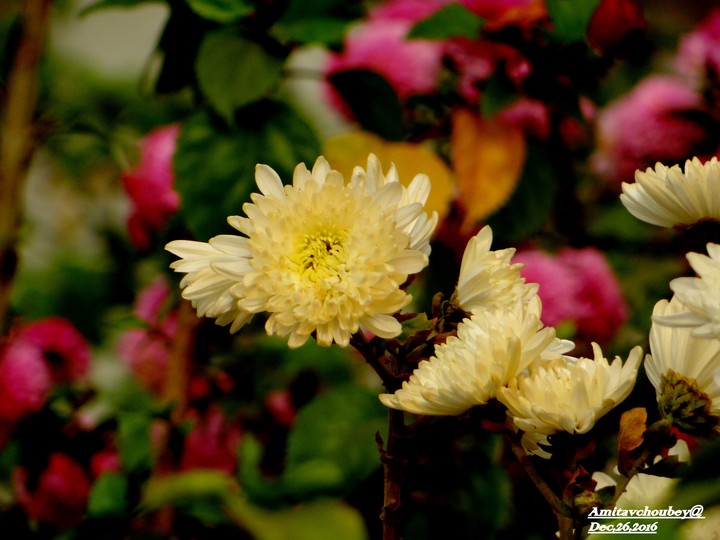 beautiful flower....