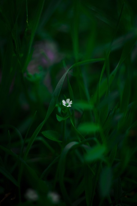 خلفيات pedicel, green