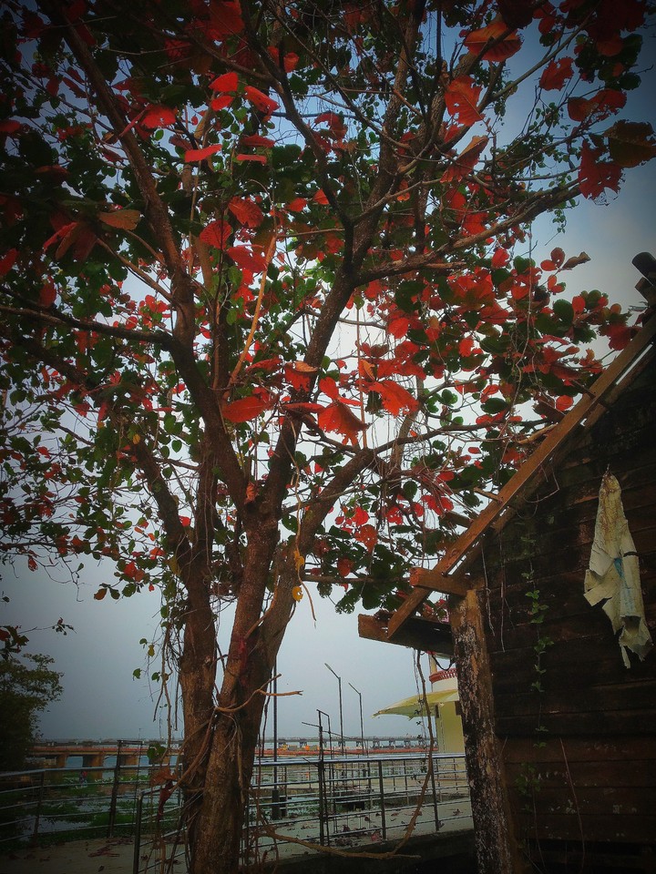 vintage tree