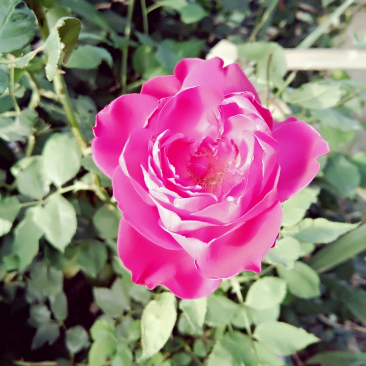 red rose