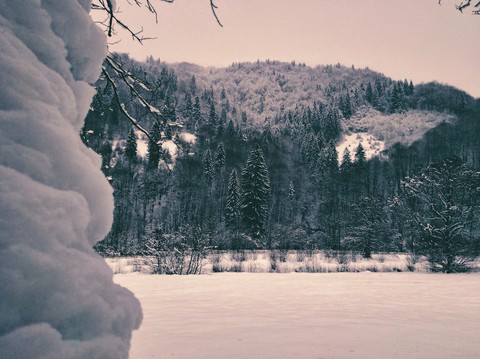 winter forest